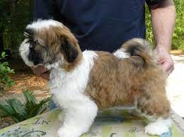 Jul 09, 2021 · shih tzu atlanta, georgia, united states. Shih Tzu Puppies For Sale In Georgia Fl Al Tn Sc Nc Atl Jax Birm Talla Shih Tzu Dog Shih Tzu Puppy Shih Tzu Funny