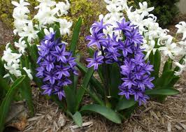 We did not find results for: The Best Way To Plant Spring Bulbs New Zealand Handyman Magazine