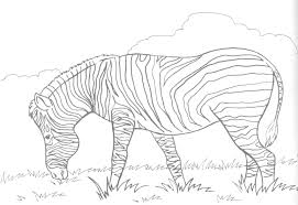 This coloring book page has the difficult easy and can be used for all beginners. Free Printable Zebra Coloring Pages For Kids