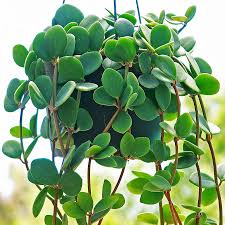 Image result for Peponium