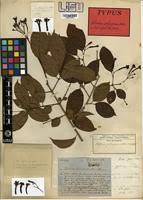 Image result for Schrebera trichoclada