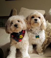 Christi, dallas, el paso, fort worth, houston. Sara Cain S Cavachons Cavachon Dog Cavachon Puppies Cavachon