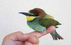 Mladic dihukum oleh pengadilan kejahatan perang pbb pada tahun 2017 dan dijatuhi hukuman penjara. Resevanje Cebelarja