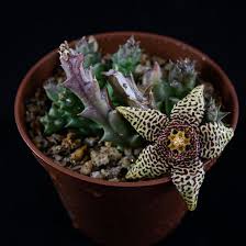 Image result for Euphorbia halipedicola