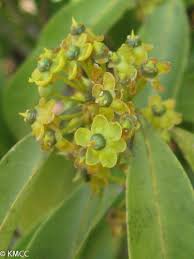 Image result for Salacia kraussii