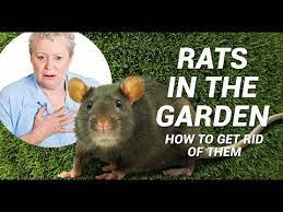 How to get rid of rats in the garden remove all clutter. Environmental Health 8 Natural Ways To Get Rid Of Rats Billyoh Blog