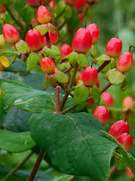 サクランボのような赤い実、弟切草♪「日本の四季を彩る花ばな」のアルバム-みんなの趣味の園芸108513