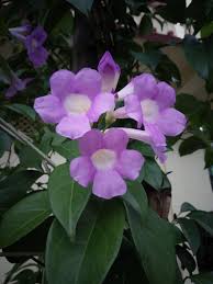 Image result for Mansoa