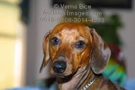 Topped with grilled mushrooms & onions. Photo Of Brown Dachshund Dog