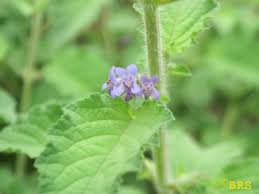 Image result for Mesosphaerum suaveolens