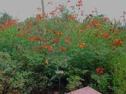 The flowers on the red, yellow and mexican bird of paradise bushes are thriving in the sweltering heat. Pin On Landscape