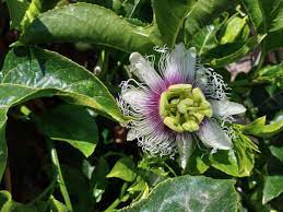 Passion Fruit Flower Photo On Sale On Dreamstime Passion Flower Benefits Passion Flower Tea Passion Fruit Flower