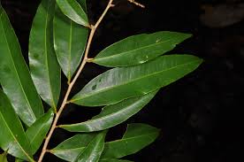 Image result for Campylospermum