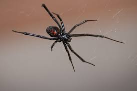 These spiders can be found worldwide with five species established in the united states and are most recognized for the red hourglass. Scottish Warehouse Workers Find Deadly Black Widow Spider In Crate London Evening Standard Evening Standard