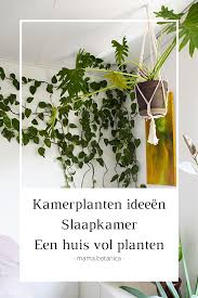 Kamerplanten Ideeen Slaapkamer Mama Botanica In 2020 Kamerplanten Ideeen Kamerplanten Planten
