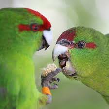 Kakariki Care Guide Profile And Facts Parrot Essentials