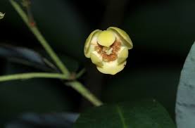 Image result for Monanthotaxis