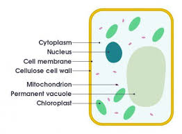 Hello friends!!!!in this video, i will be showing you that how to draw a nucleus very easily.please like, share and subscribe!!! Plant Cell Its 6 Main Parts And Their Functions Plant Cell Diagram Cell Diagram Simple Plant Cell