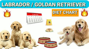 Labrador Diet Chart Golden Retriever Diet Plan In Hindi Dog Diet Plan