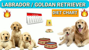 labrador diet chart golden retriever diet plan in hindi dog diet plan