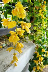 The blooms are followed by prickly seed pods with winged seeds. Beautiful Vine Yellow Flower With Fresh Green Leaf And Rain Water Stock Photo Picture And Royalty Free Image Image 61005857