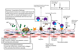 Image result for Anticoagulation Pathway