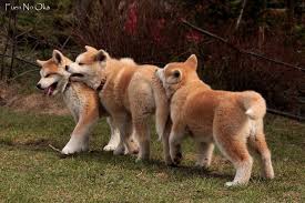 akita inu akita inu akita