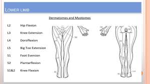 Dermatomes Myotomes Amir