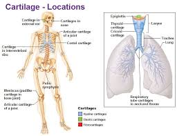 We did not find results for: Cartilage Types Their Location Bone Types Classifications And God Knows What Else Human Body Systems Hyaline Cartilage Cartilage
