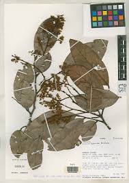 Image result for Dialium englerianum