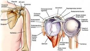 It increases the depth of. Why Do I Need A Biceps Tenodesis For A Labrum Tear North Jersey Orthopaedic Clinic Blog