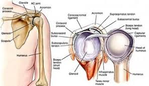 A labral tear occurs when the cartilage is torn. Why Do I Need A Biceps Tenodesis For A Labrum Tear North Jersey Orthopaedic Clinic Blog