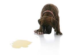 Las 6 Razones Que Indican Por Que Los Perros Vomitan Espuma Blanca Mascotas