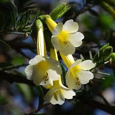 Image result for Cantua