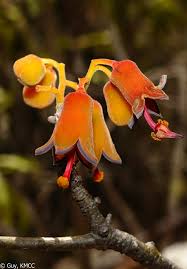 Image result for Hildegardia