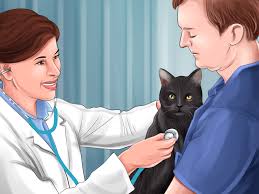 Brookenby cat and rabbit rescue. How To Treat A Poisoned Cat 13 Steps With Pictures Wikihow
