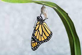 Como Se Convierte Una Oruga En Una Mariposa 2018 Plagaswiki