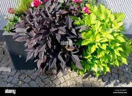 Image result for Ipomoea batatas pots