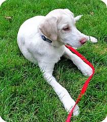 I am in royal oak mi. Howell Mi Labrador Retriever Meet Lab Mix Boys A Pet For Adoption