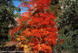 Bigtooth maples are considered a sugar maple of the west, having evolved to deal with extreme weather and alkaline soil conditions, whereas the sugar maples of eastern north america simply can't cope with these conditions. Texas Native Plants Database