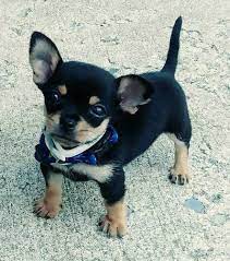 Check spelling or type a new query. Chihuahua Dog Breed Pictures 5