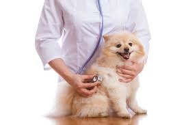 Please consider microchipping your pet. Check Up With Blum What Do Fear Free Vet Visits Mean For You And Your Pet Windy City Paws
