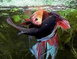 By the end of this post, you should have no problem choosing the ideal betta fish companion. Beautiful Betta Fish Steemit