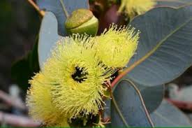 Image result for Myrtaceae