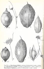 Image result for Rhynchospora gracillima