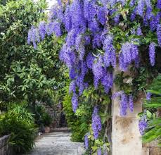 Image result for Petrea volubilis