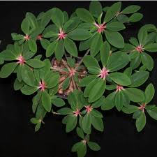 Image result for Euphorbia transvaalensis