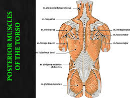Anterior deltoid stretches and posterior deltoid stretches can both benefit your shoulders, and make exercising and everyday activities easier. The Muscular System Part 2 Identification Ppt Video Online Download