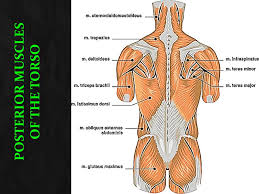 The primary action of this muscle is to elevate the mandible. The Muscular System Part 2 Identification Ppt Video Online Download