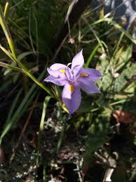 Image result for Moraea bella